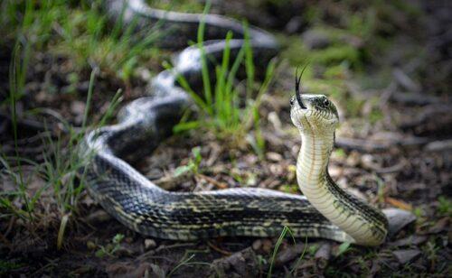 Can you eat a venomous snake, rat snake tongue