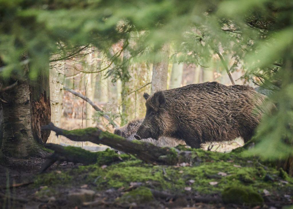 How to handle a wild boar encounter in the wilderness
