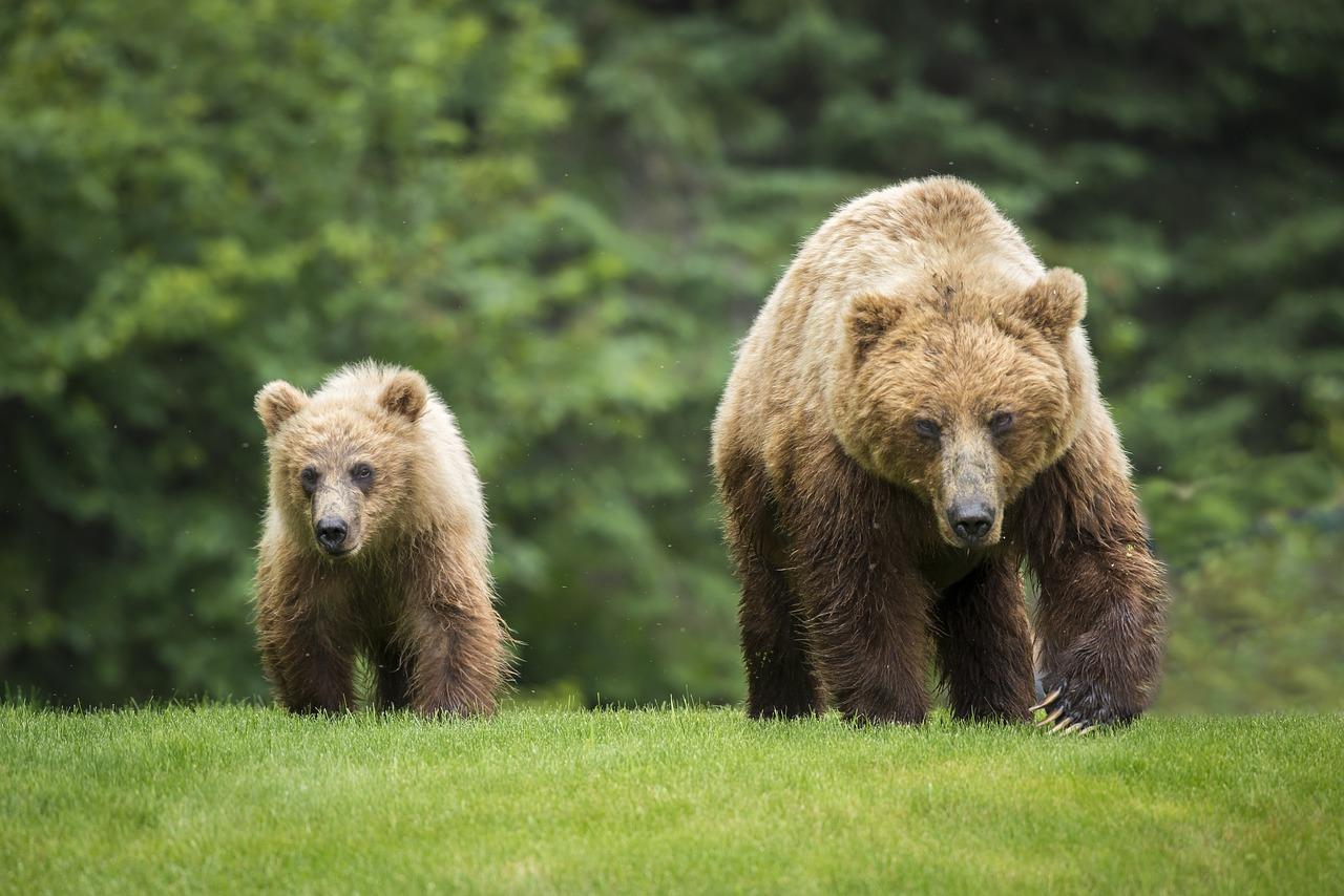 Surviving a grizzly bear encounter requires composure