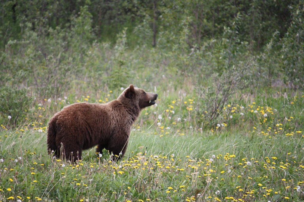 Tips for Surviving a Grizzly Bear Encounter