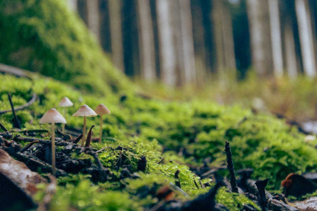 Wilderness Edible Plants Identification - Mastering the Art, a mushrooms in a forest