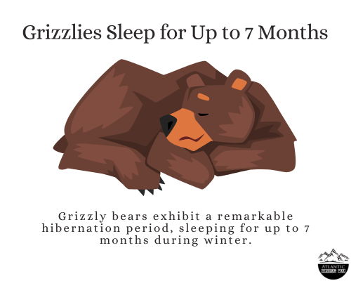 Grizzly bear habitation sleep duration, graph, visual, Atlantic Survival Gear