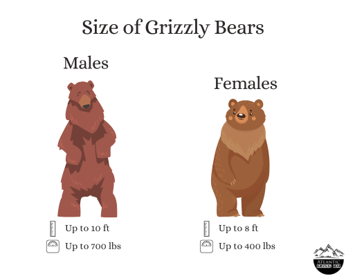 Grizzly bear size, male vs female, graph, visual, Atlantic Survival Gear