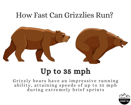 Grizzly bear speed, how fast can it run, graph, data, visual, Atlantic Survival Gear
