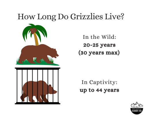 Grizzly bears lifespan, graph, visual, Atlantic Survival Gear