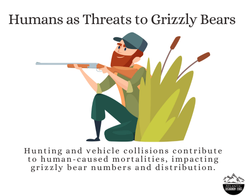 Human impact on the grizzly bear population, hunters, graph, visual, Atlantic Survival Gear